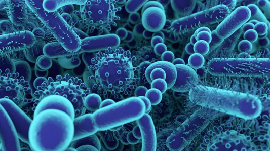 Improving gut health can do more than help digestion