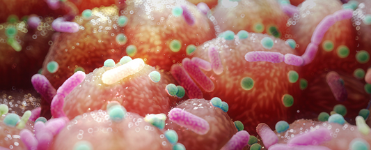 Parkinson's and Gut Health